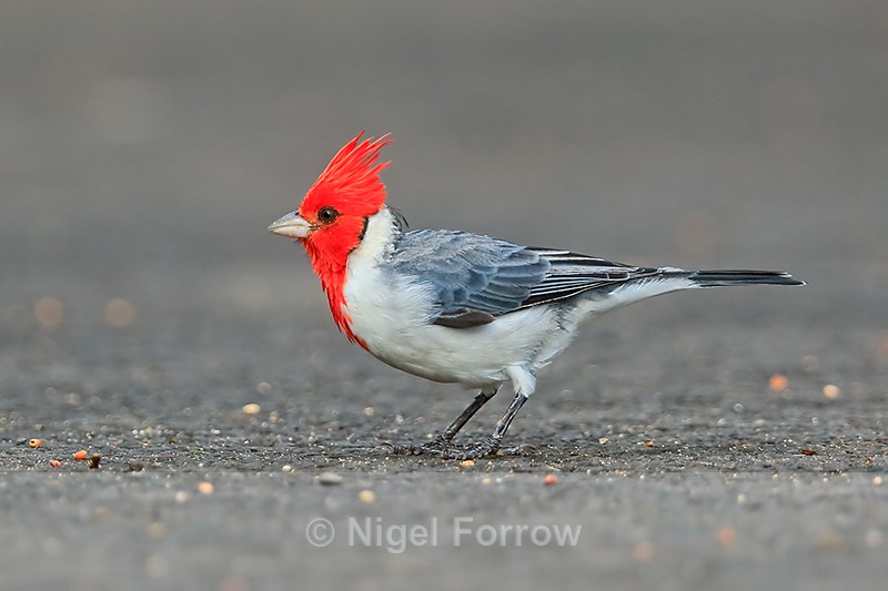 Red-crested Cardinal, Kilauea Point, Kauai - Red-crested Cardinal