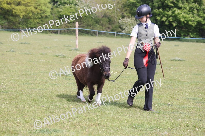 20260426-3242 - Class 26 - Shetland Ponies and Minitures
