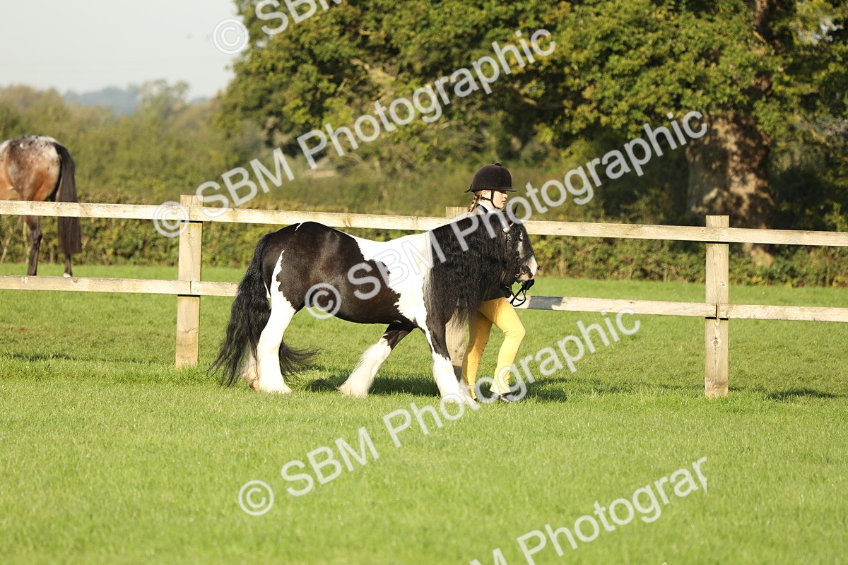 SBM_60800 - S43 - Coloured Pony In Hand