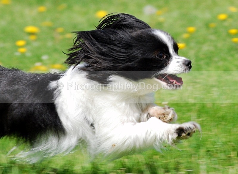  - Cavalier King Charles Spaniels