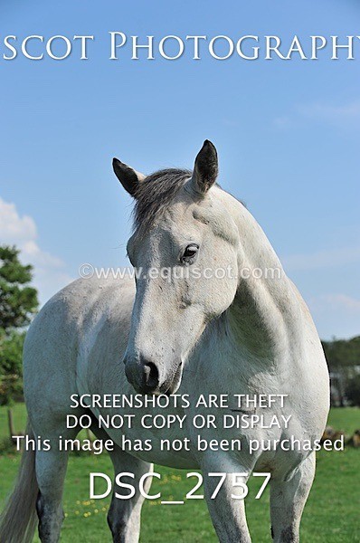 DSC_2757 - ARCHIVE REQUEST - Quincy and Guinness