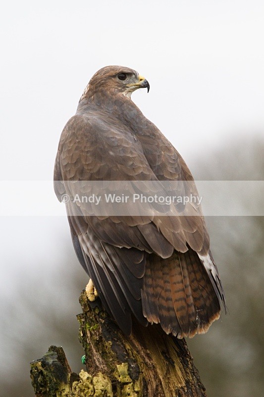 20110312-IMG_2078 - Common Buzzard