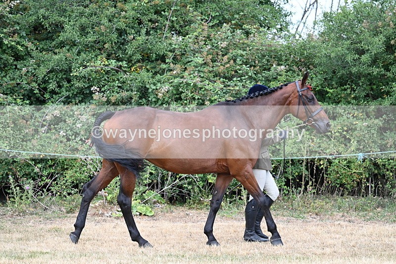 WJ7_1823 - Class 4a Prettiest Mare 14.2hh and over hand