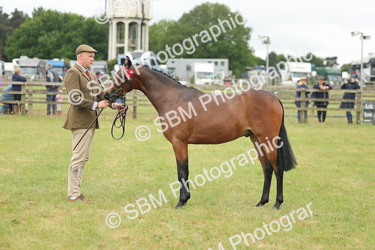SBM_05416 - Class 68-73 - Riding Pony Breeding