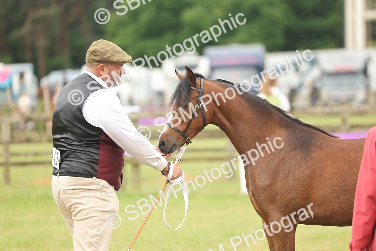 SBM_02167 - Class 50-57 - M&M Welsh Pony In Hand