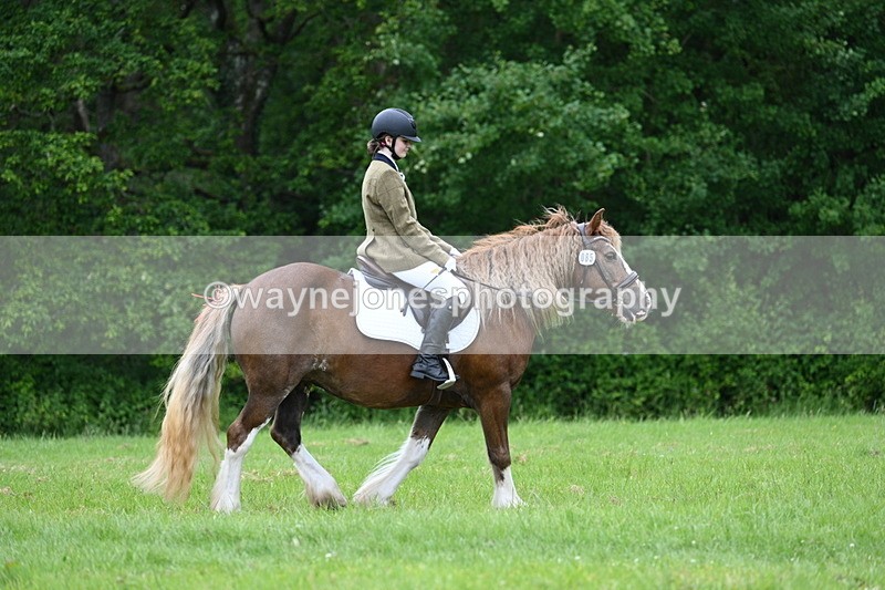 WJ7_4497 - Class 14B Prettiest Mare