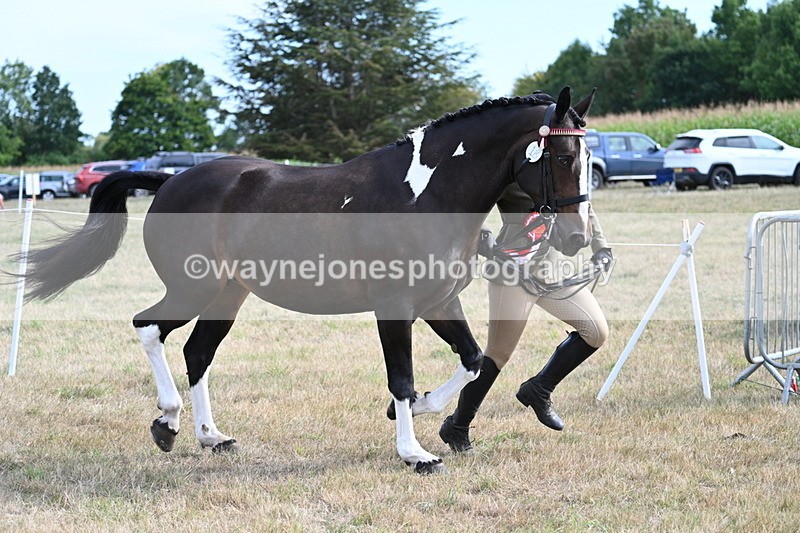 WJ7_8263 - In-hand Championship