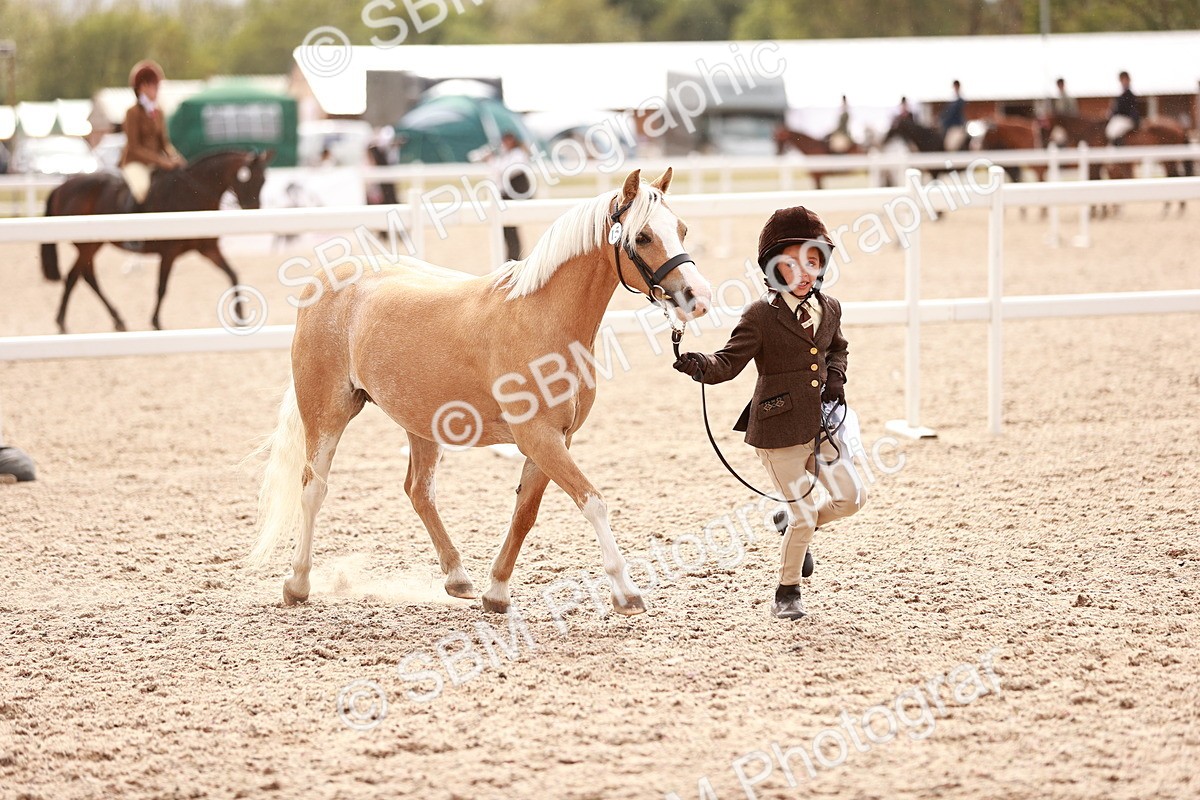 SBM_18276 - Class 416 - Prettiest Mare (IH or Ridden)Jnr
