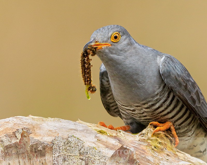 Cuckoo (male) close-up with caterpillar, Scotland - Cuckoo