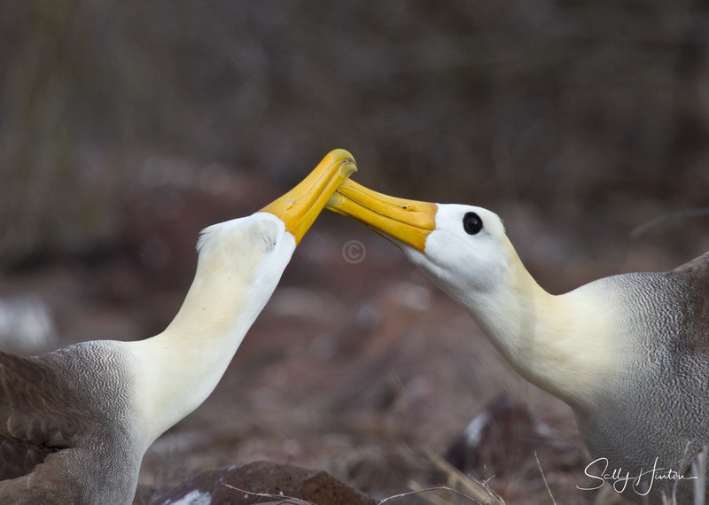 Waved Albatross Greeting 1