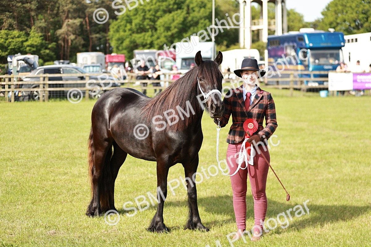 SBM_00755 - Class 14-23 - Mountain & Moorland In Hand Non Welsh