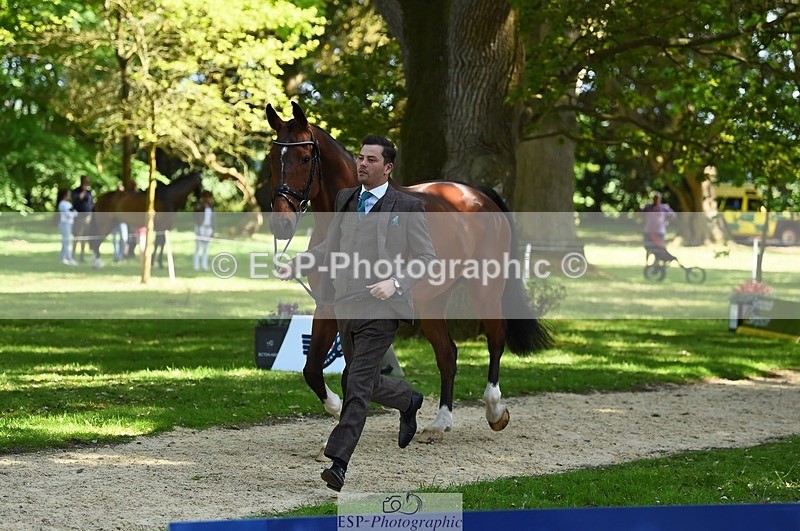 230524-154524-00477 - 365-BWE_NEWTON_DE_JASPER-Adam_Harvey-WEDTrotUp+DR