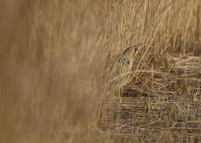 BITTERN, LEIGHTON MOSS, JAN 2011 - BITTERNS
