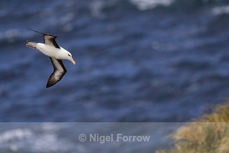 Black-browed Albatross descending fast, West Point Island - Black-browed Albatross