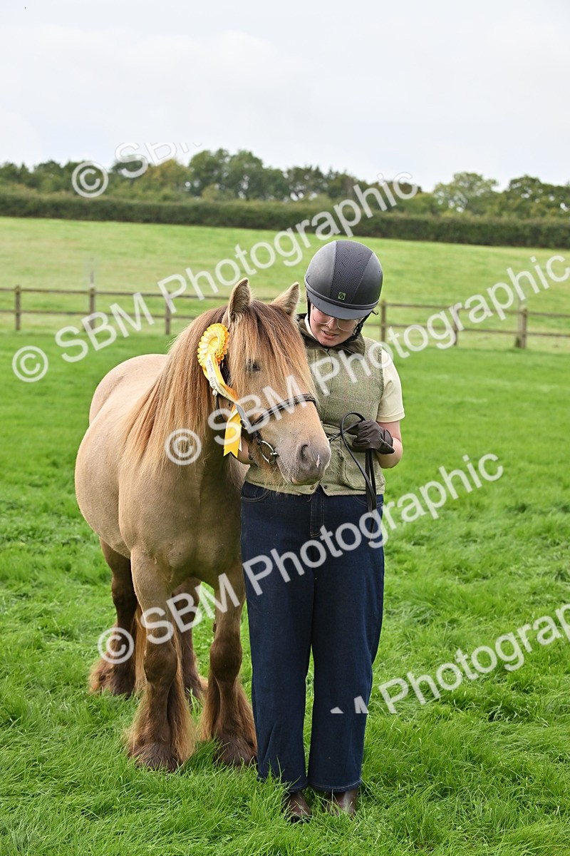 SBM_56998 - S45 - Coloured Pony In Hand