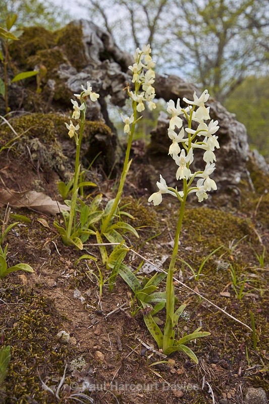  - Orchids - Orchis