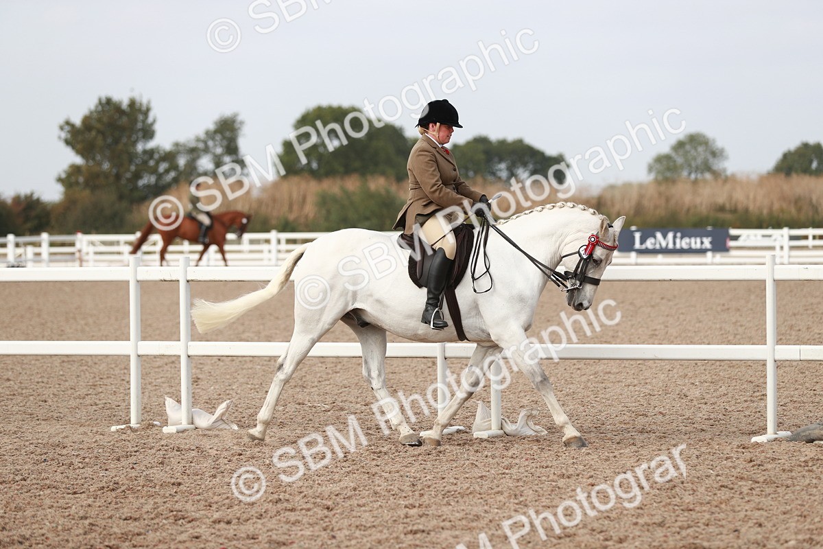 SBM_17457 - Class 215 Ridden Hack/ Riding Horse