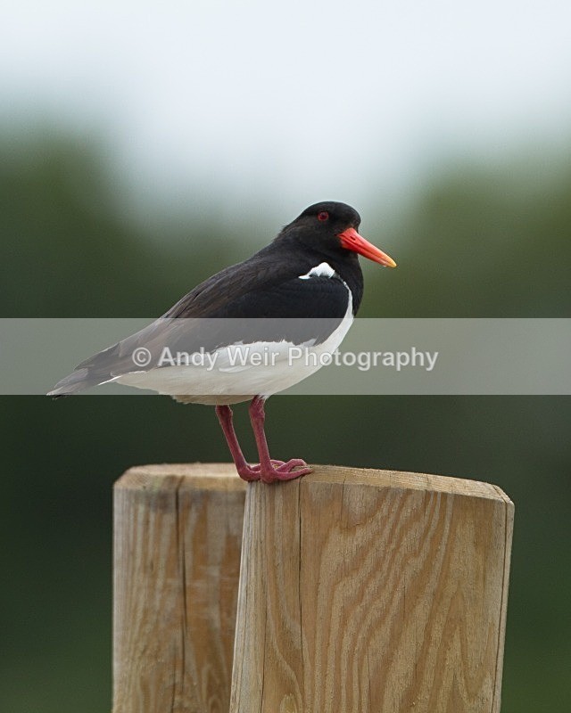 20110615-IMG_5846 - Oyster Catcher