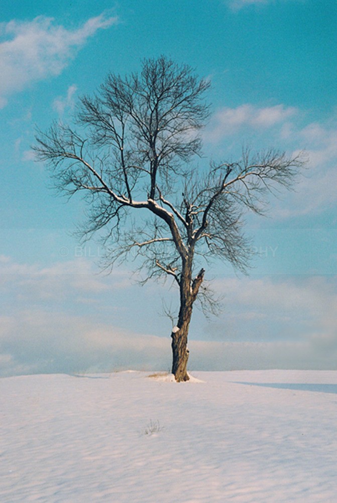 9999 - Trees