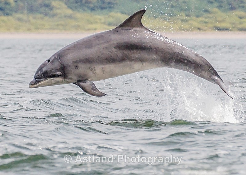 Astland Photography, Bird and Wildlife Images, Susan and Peter Wilson, U.K.