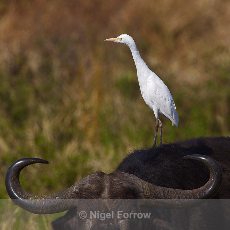 Cattle Egret perched on a Buffalo - Cattle Egret