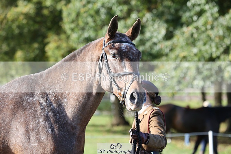 241027-102452-15871 - 501-Captain.Holly.Day-MUSTANG