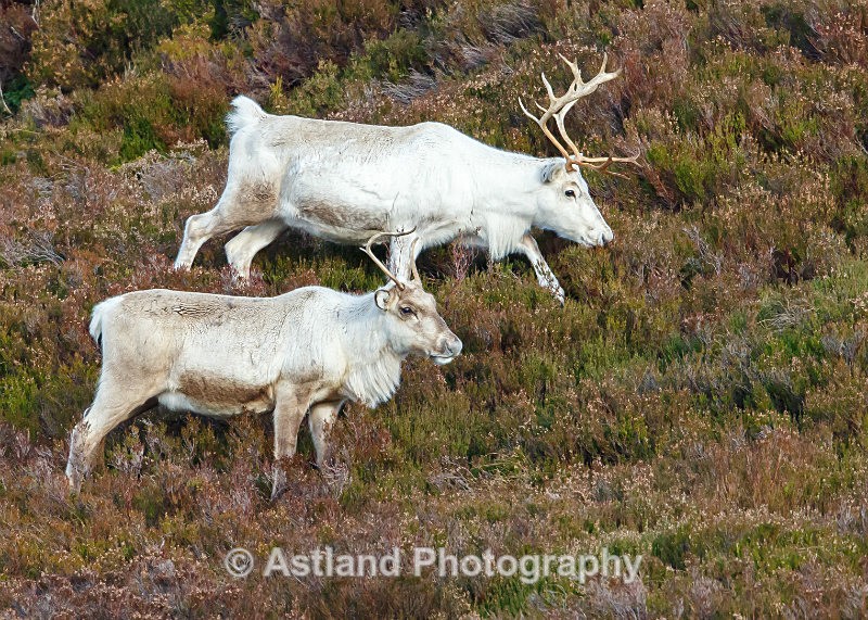Astland Photography, Bird and Wildlife Images, Susan and Peter Wilson, U.K.