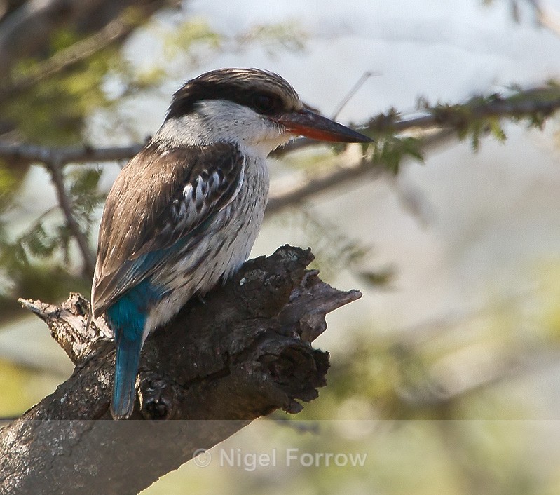 Striped Kingfisher perched on a broken tree stump - Striped Kingfisher