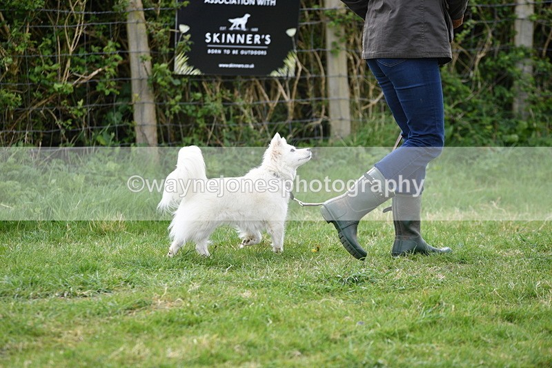 WJ5_9070 - Class 1 Best Cross Breed / Heniz 57