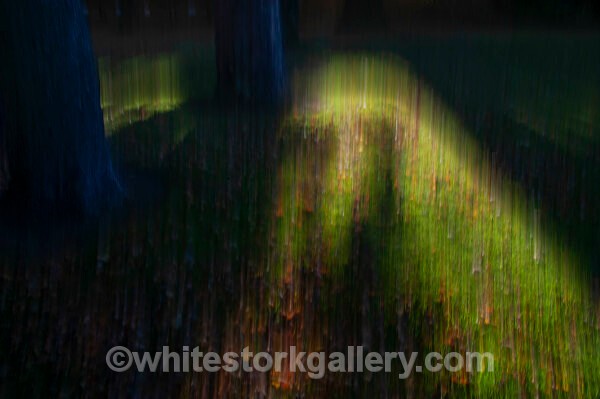  - Light In The Forest
