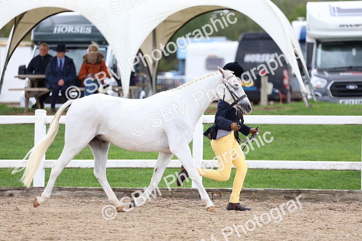 SBM_05028 - Class 27 - IH Competition Horse or Pony