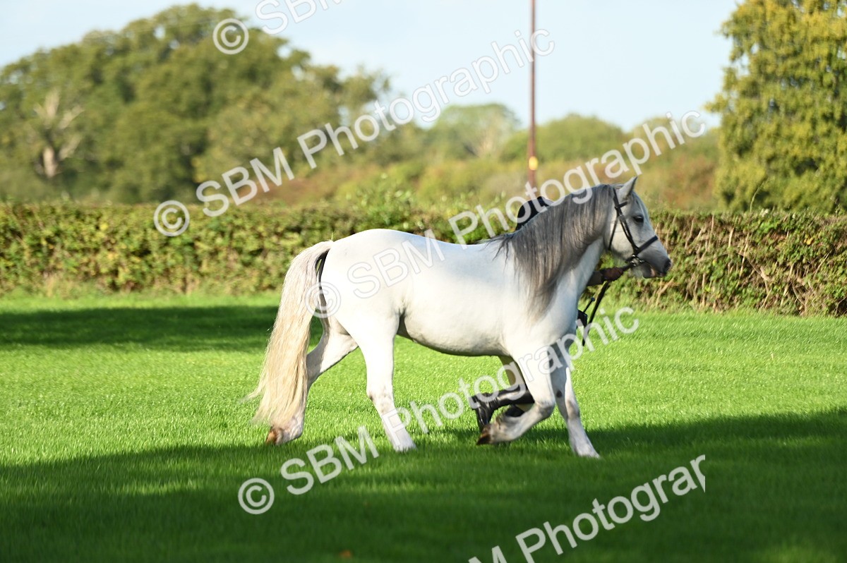 SBM_15811 - S1 - TSR in Hand Horse & Pony Showing
