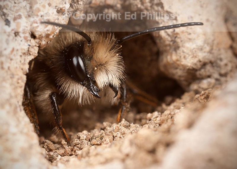 Osmia bicornis (m)