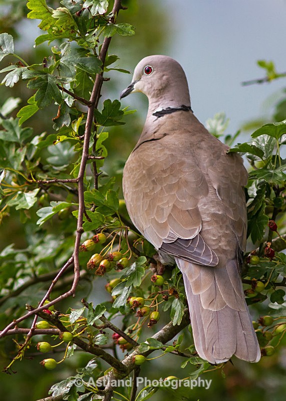 Astland Photography, Bird and Wildlife Images, Susan and Peter Wilson, U.K.
