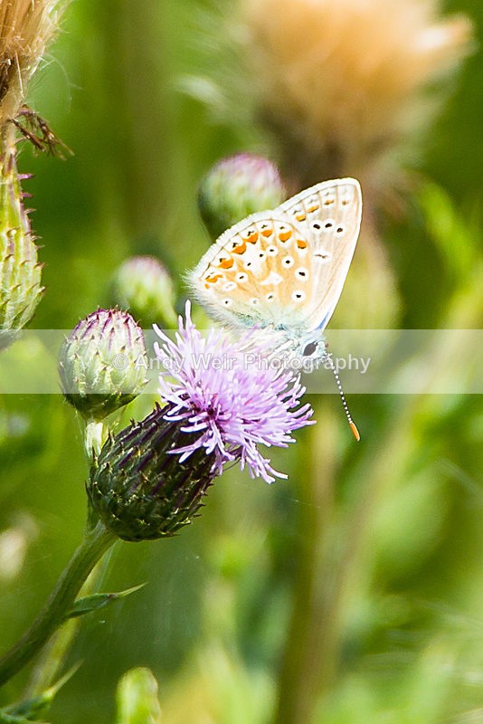 20130727-3K8A5304 - Butterflies & Moths