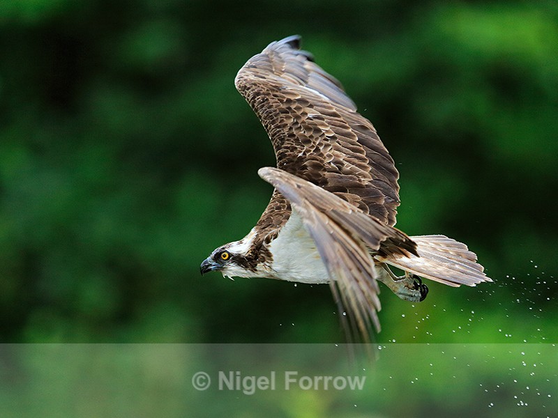 Rothiemurchus Osprey in flight - Osprey