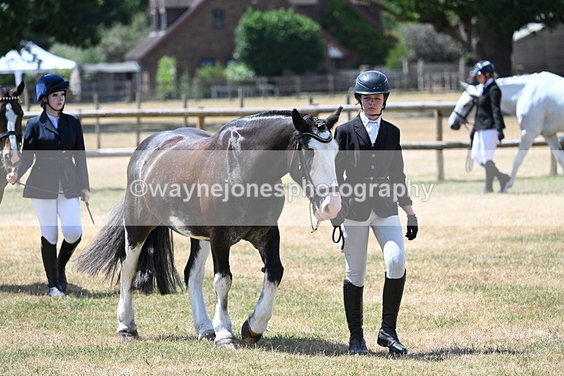 WJ7_2429 - Class 5a Most Handsome Gelding in hand (above 14.2hh)