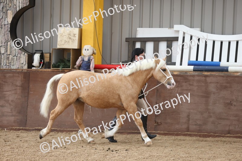 20251109-0871 - Class 25 - Yearling, Colt, Filly or Gelding