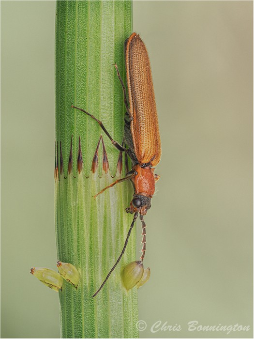 Red Soldier Beetle feeding on honeydew - Wee Beasties