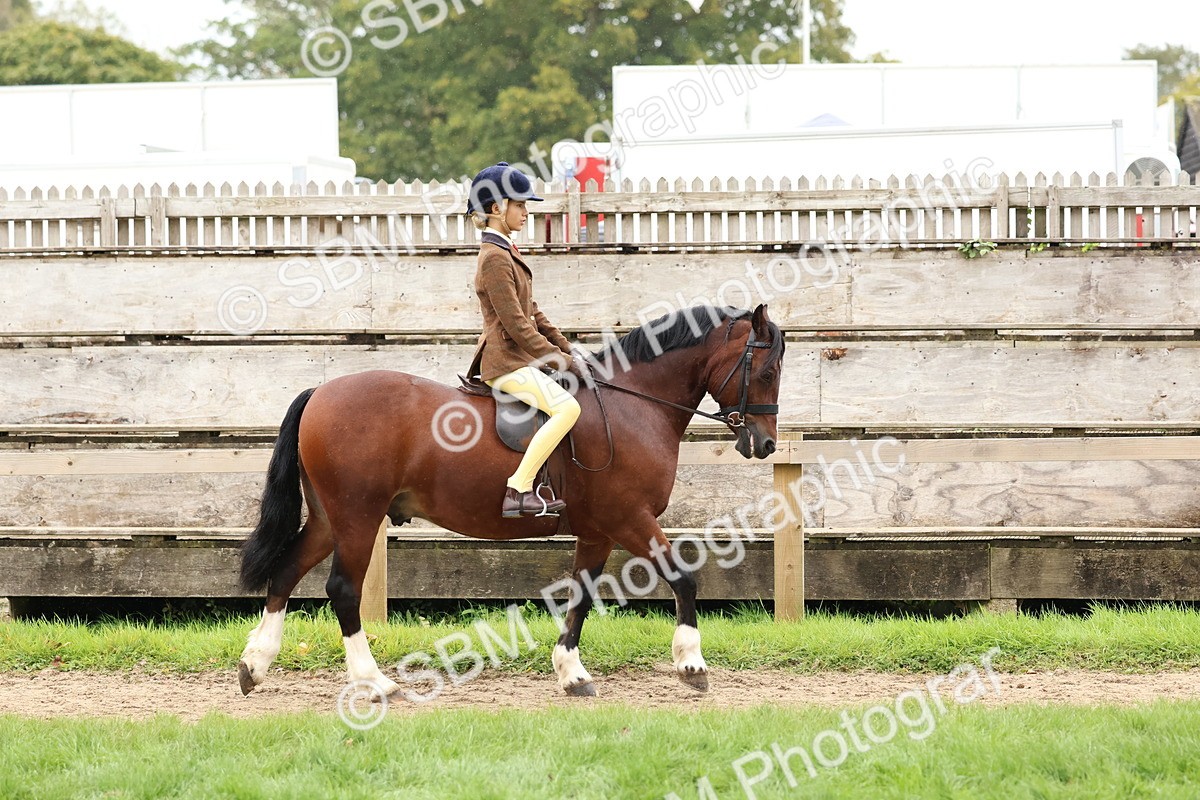 SBM_69519 - S62 - Mountain & Moorland Ridden Large Breeds