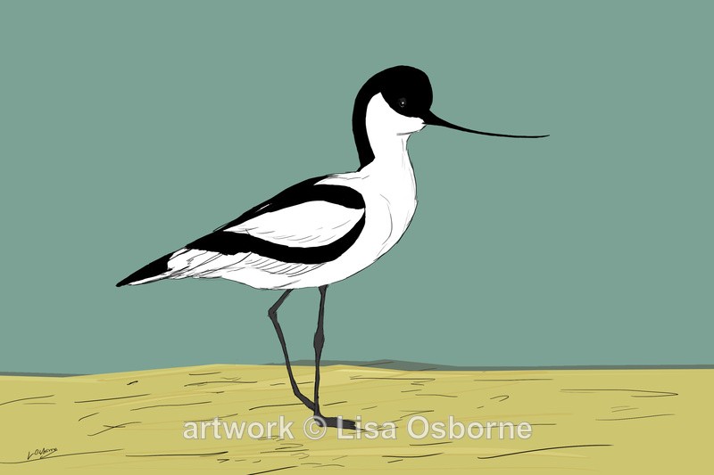 Avocet - DIGITAL ARTWORK
