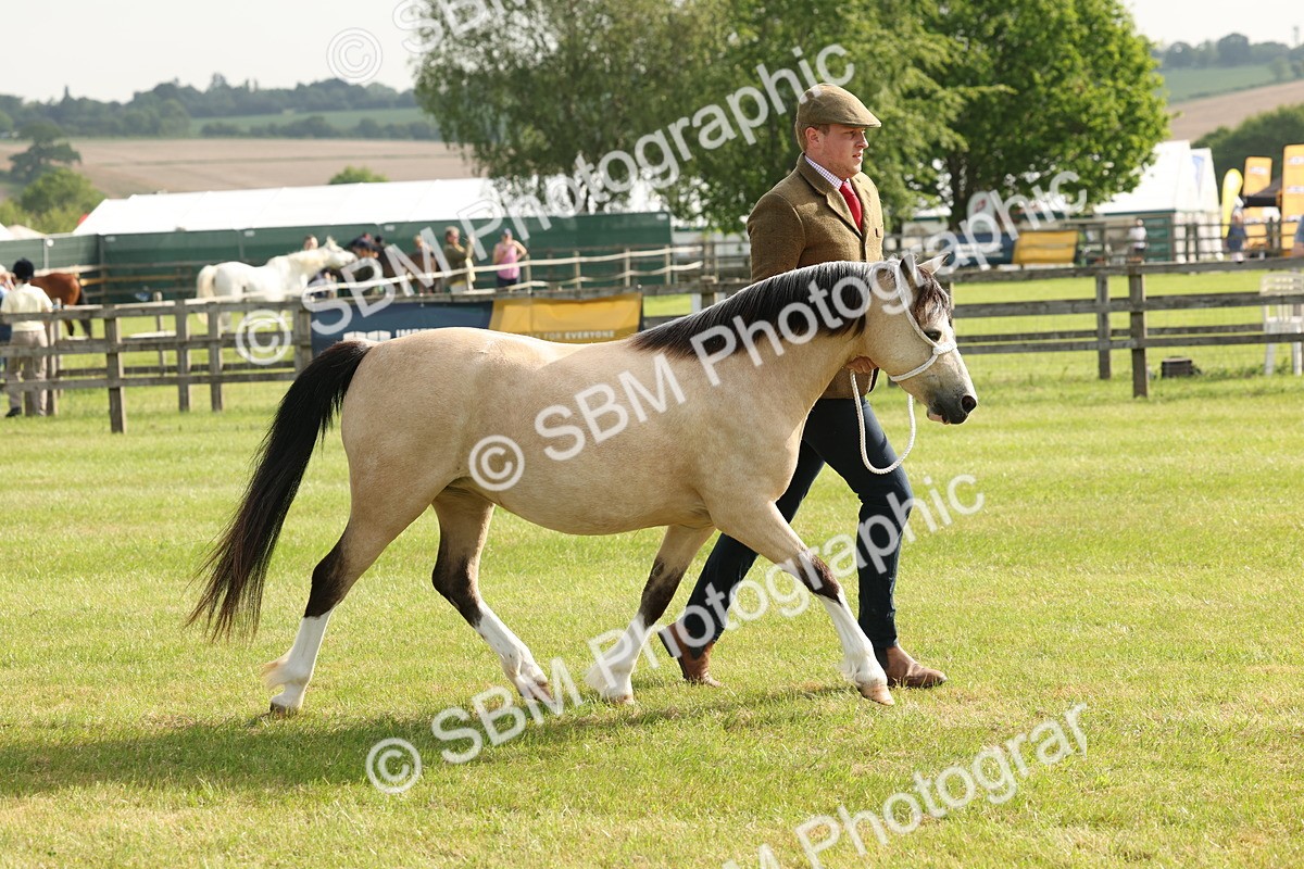 SBM_00553 - Class 6-13 - Mountatin and Moorland In Hand Welsh Breeds