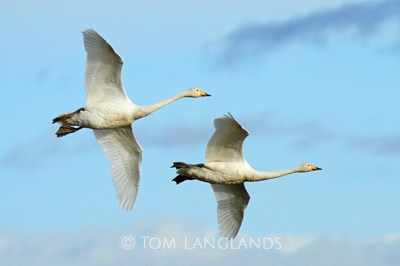 Whooper Swans - Swans and Geese