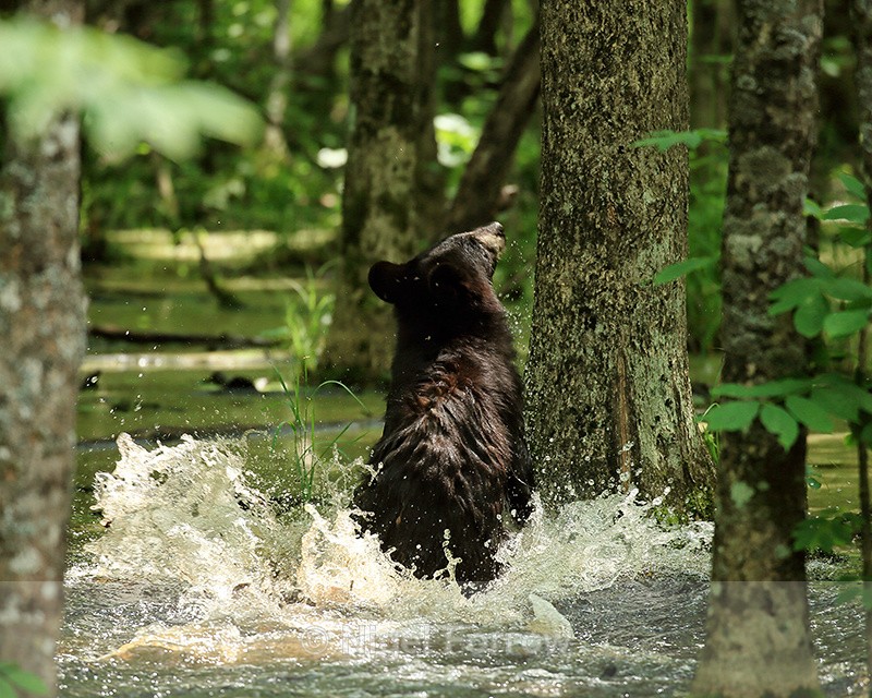 Black Bear runs through water to base of tree, Minnesota - American Black Bear