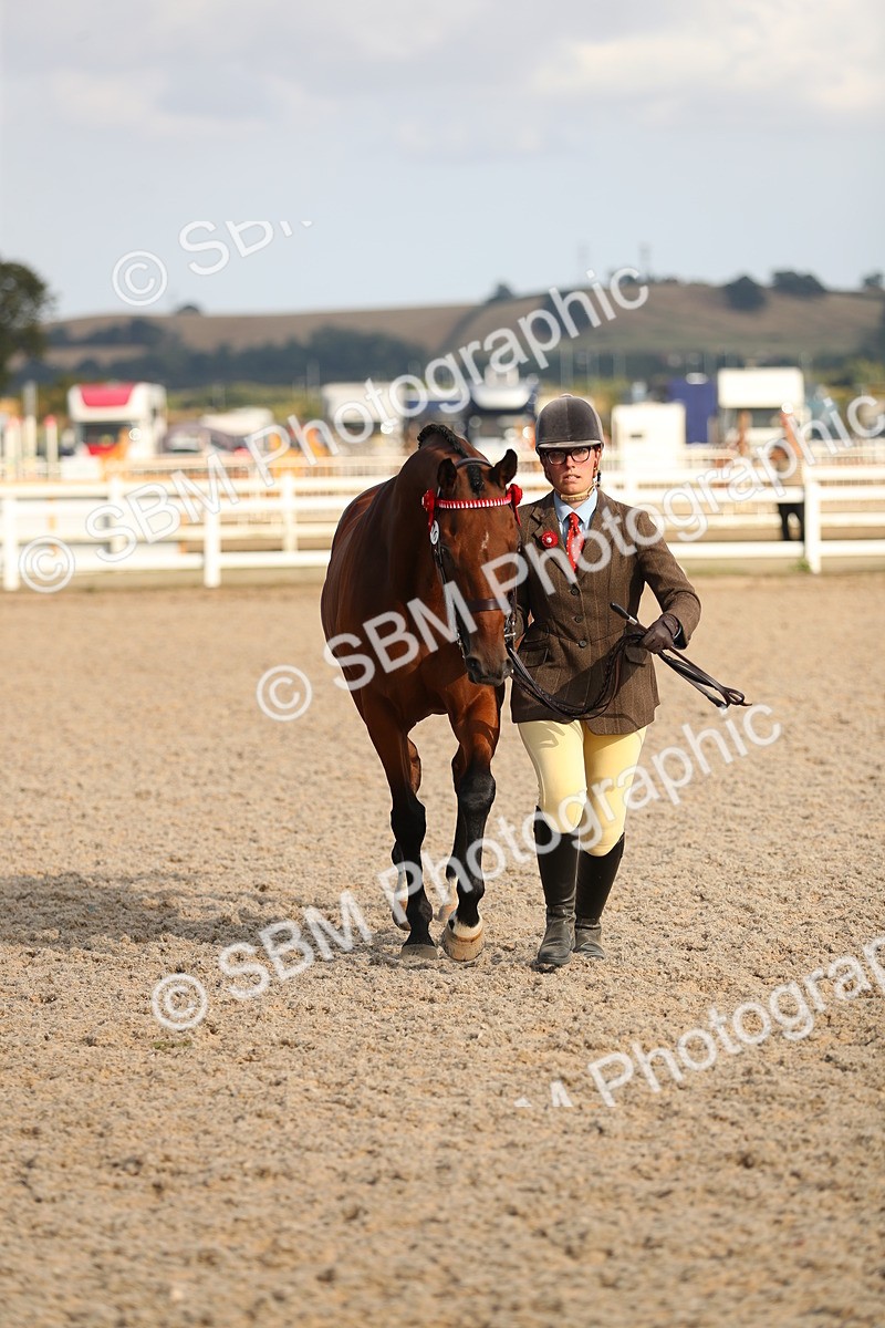 SBM_08638 - Class 28 - IH Veteran Horse