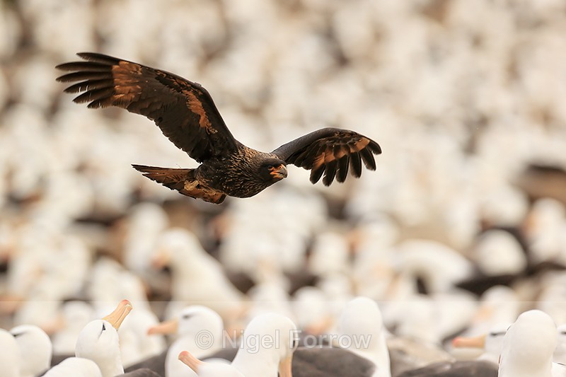 Striated Caracara passes low over Black-browed Albatrosses, Falklands - Striated Caracara