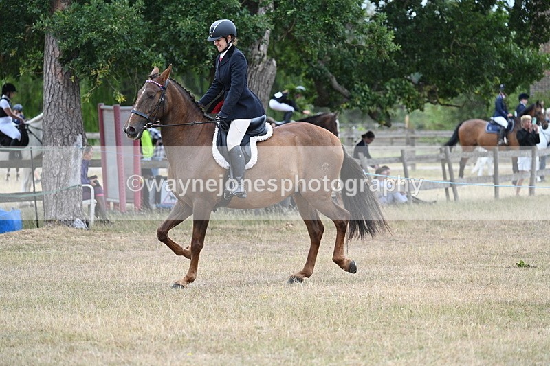 WJ7_0849 - Class 7 Riding Club Show Horse