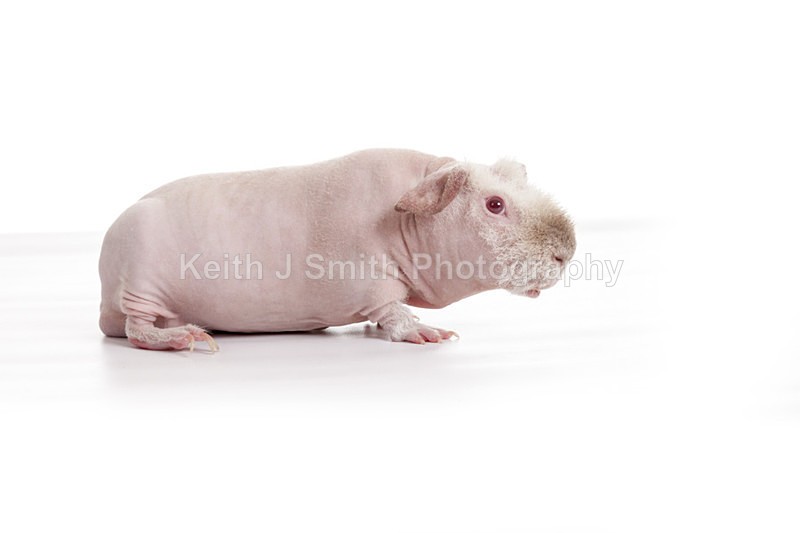 2SKJ8910 - Roaming Reptile Show. II