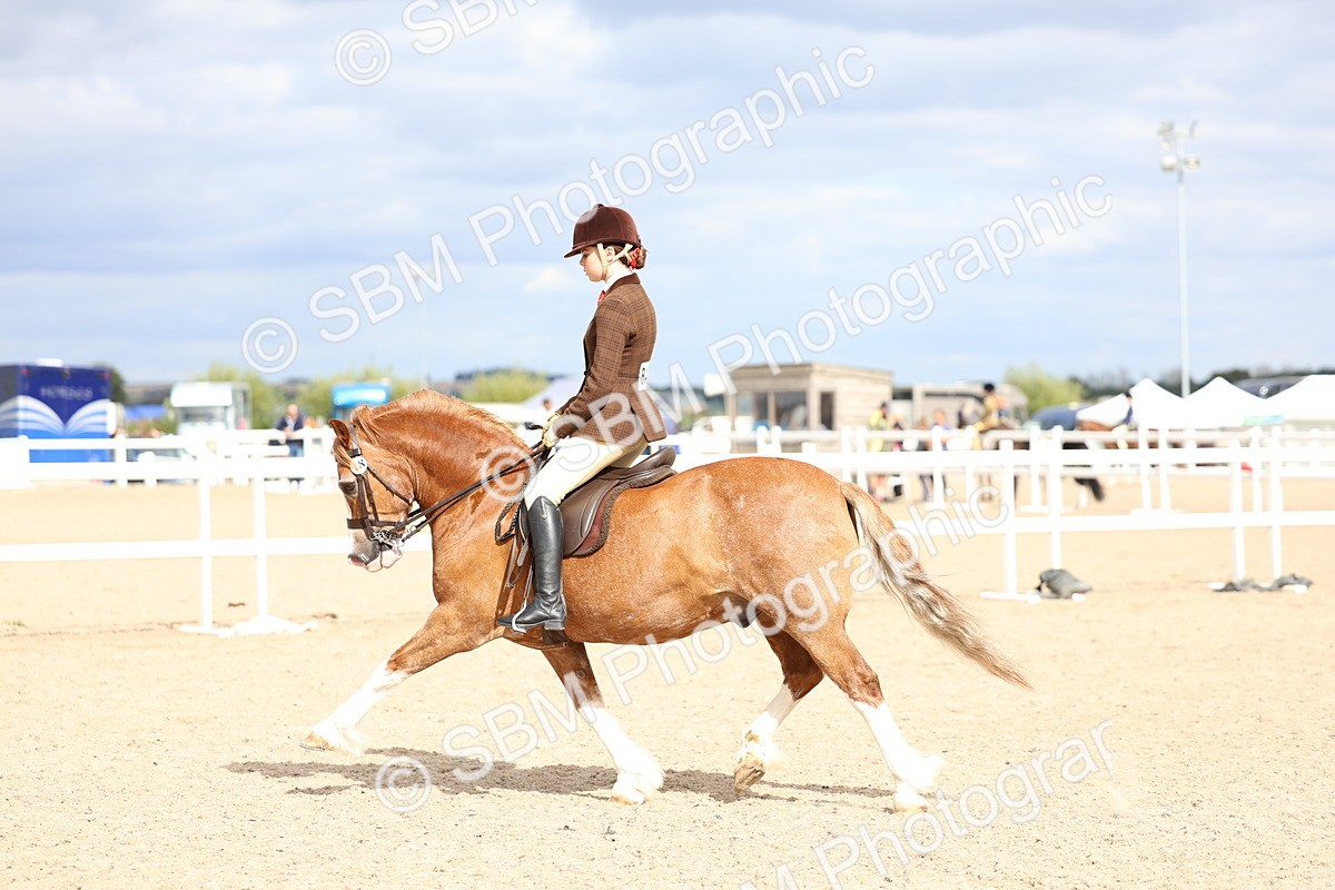 SBM_15799 - Class 314 - Family Horse - Pony