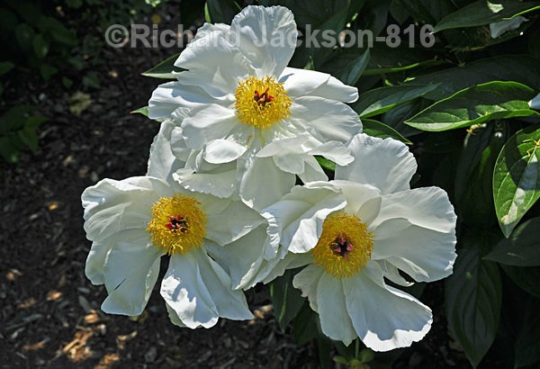 Triplets - Flowers